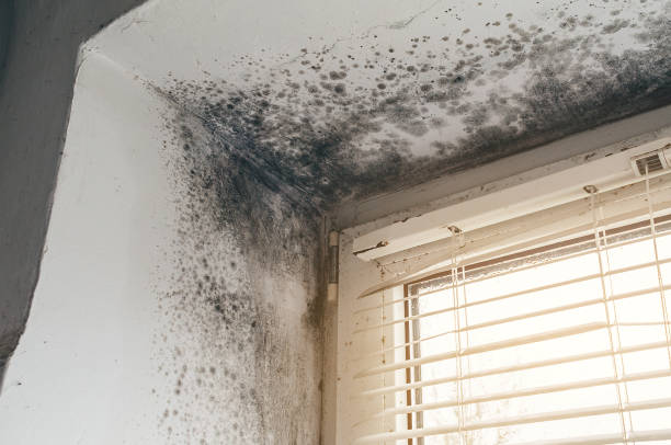 Mold Remediation service in Marion, Marion, VA